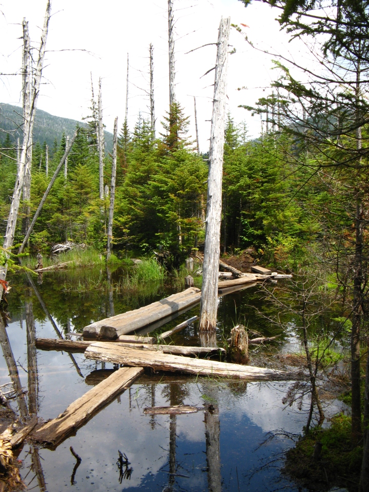 The trail up to Lake Arnold consisted of floating logs -- some of which would sink when stepped on
